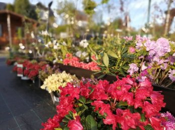 Rhododendrony, azalky trvalky již v prodeji