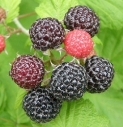 Rubus occidentalis Black Jewel