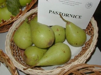 Pastornice